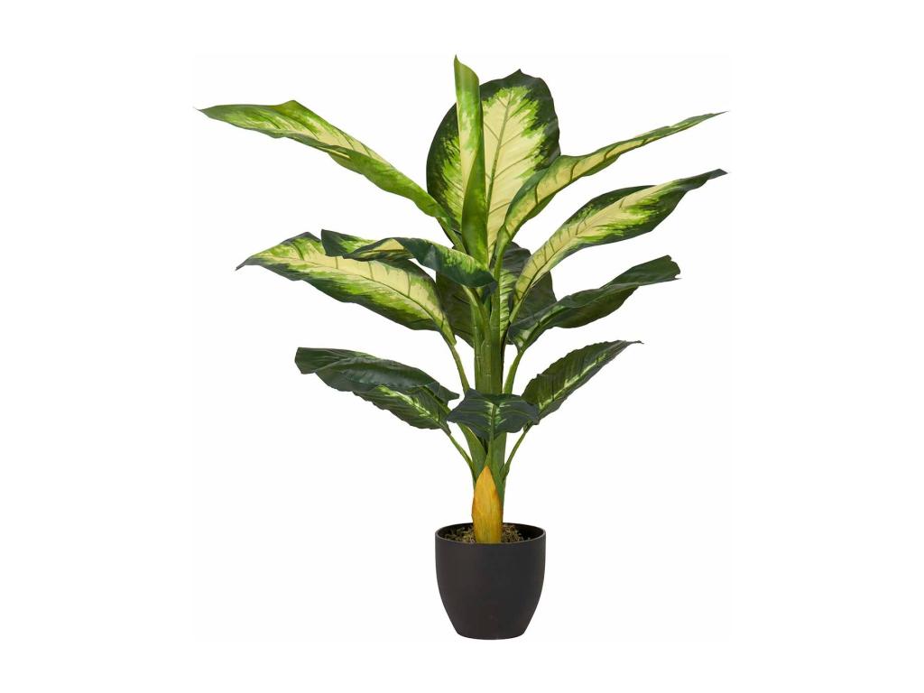Planta Dieffenbachia Dotied 55x55x100 Cm