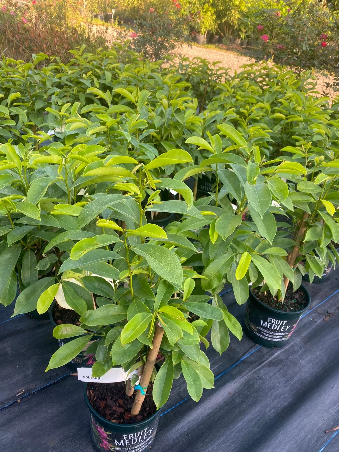 Soursop 'Guanabana' TREE. Ships free to all states in 3 gallons pot. - Image 5