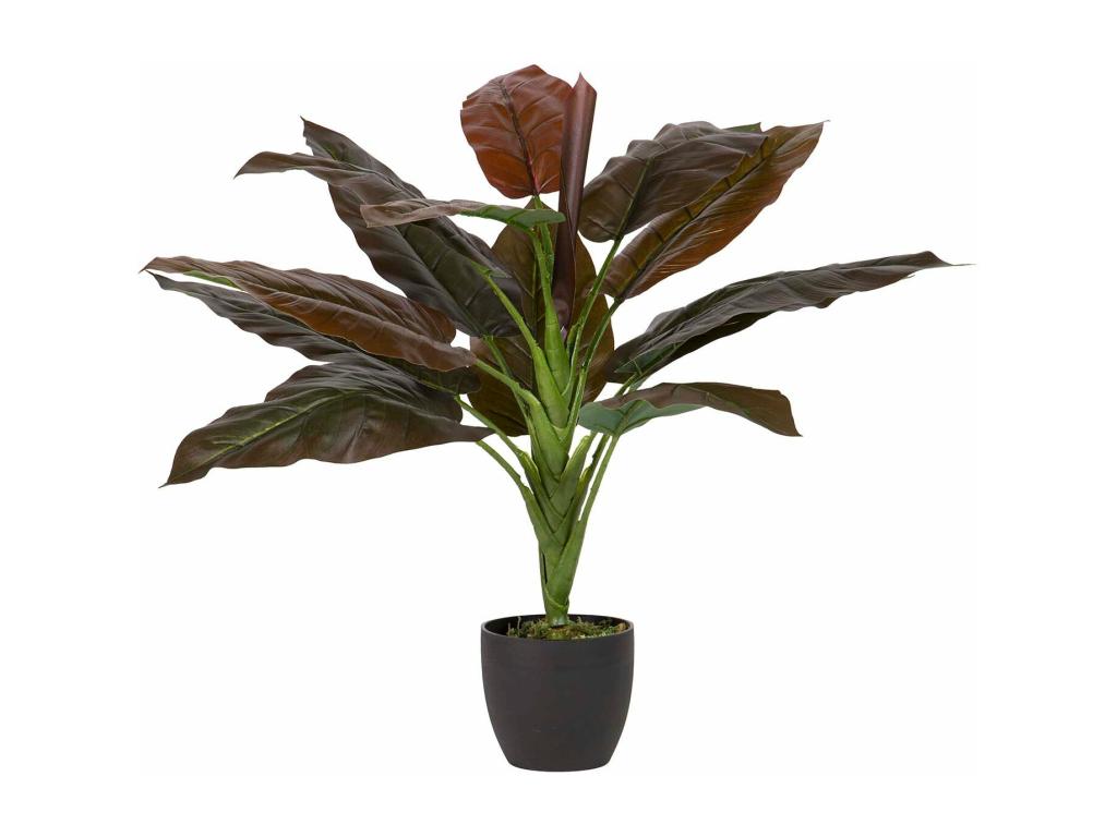 Planta Cordyline Con Maceta 55x55x75 Cm