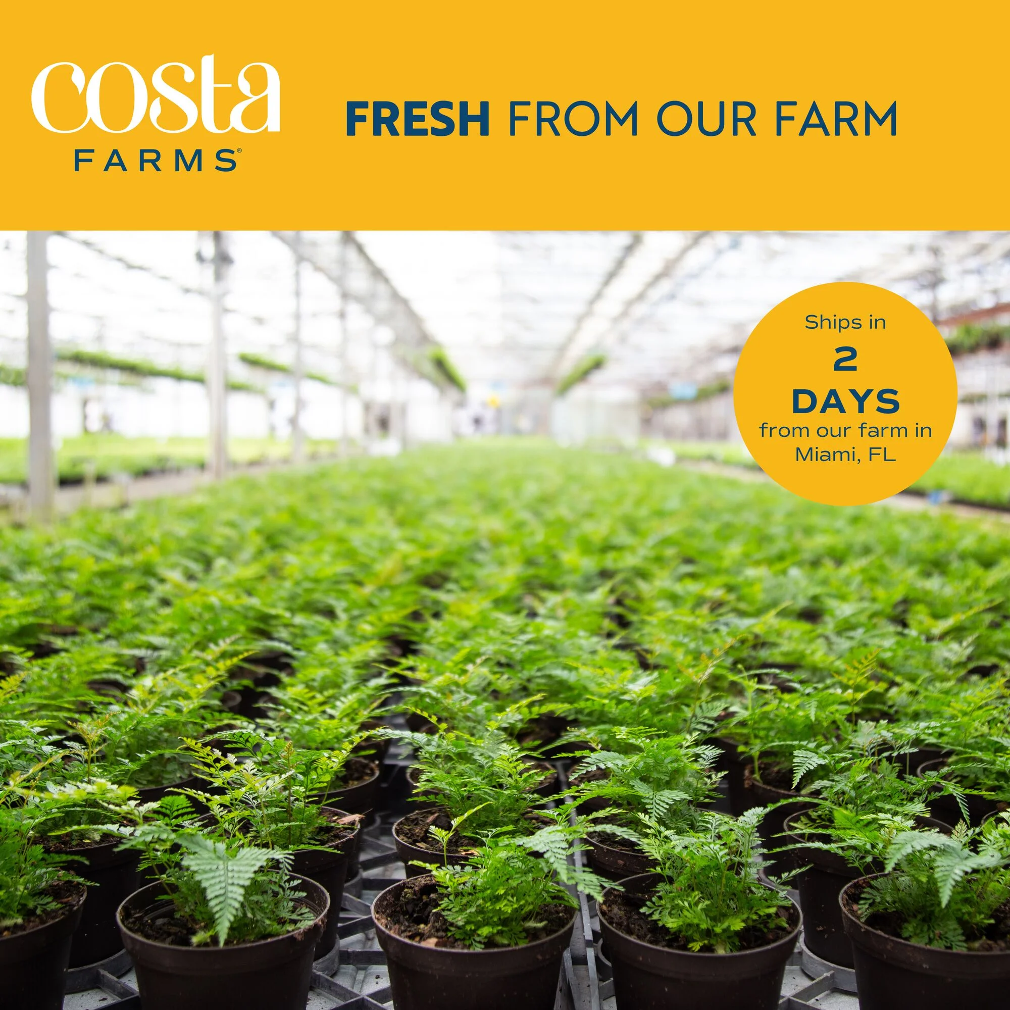 Costa Farms 42" Tall Pachira Braided Money Tree, Medium Indirect Sunlight, Indoor Live House Plants - Image 8