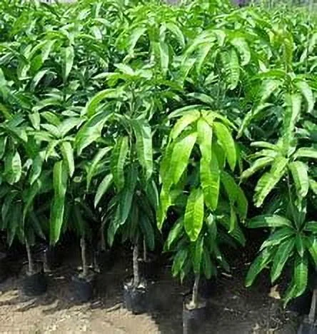 Malika Dwarf Cold Hardy MANGO TREE GRAFTED (2-4 Feet Tall) - Image 3