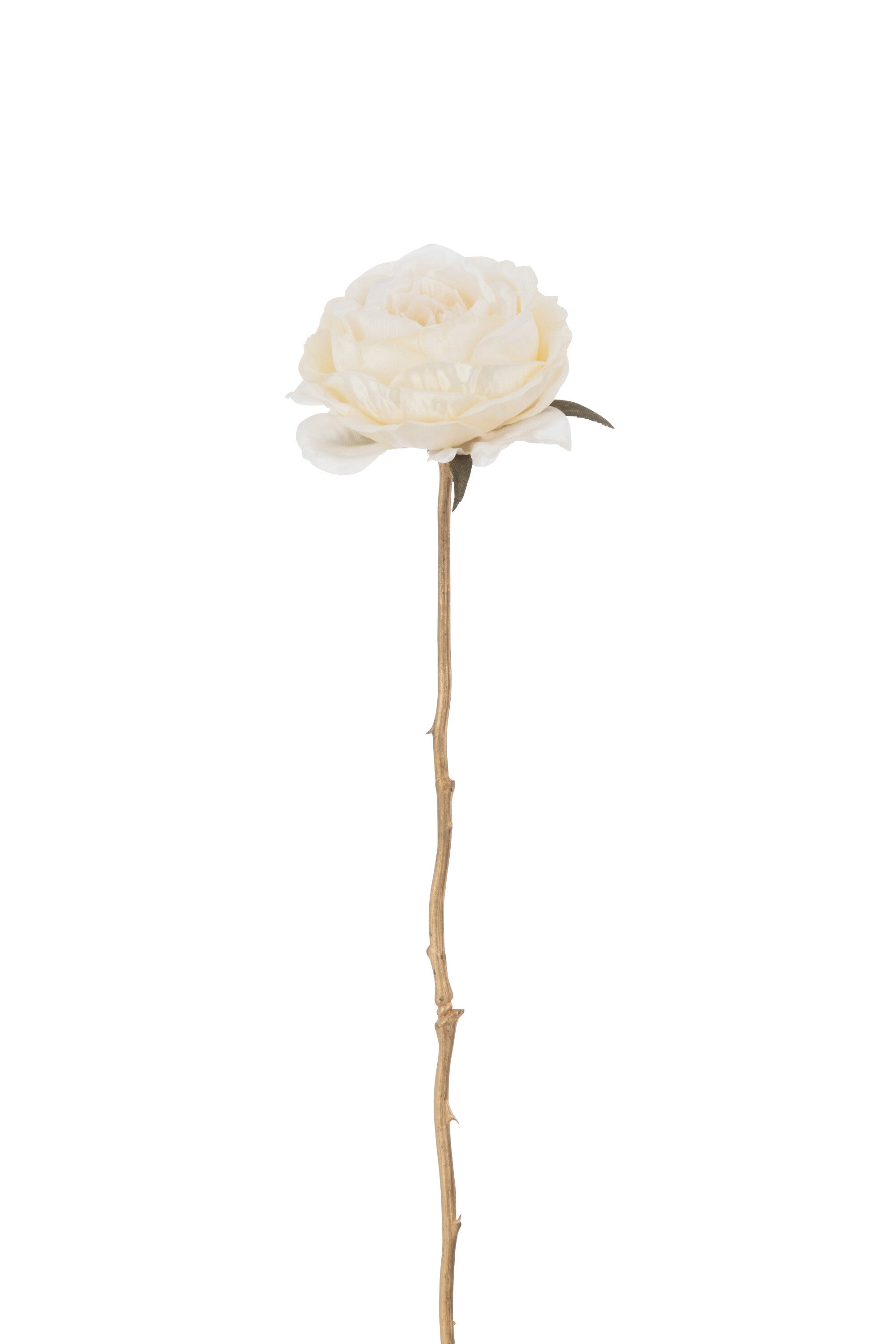 J-Line bloem Roos 1 Stengel - kunststof - creme goud - 24 stuks