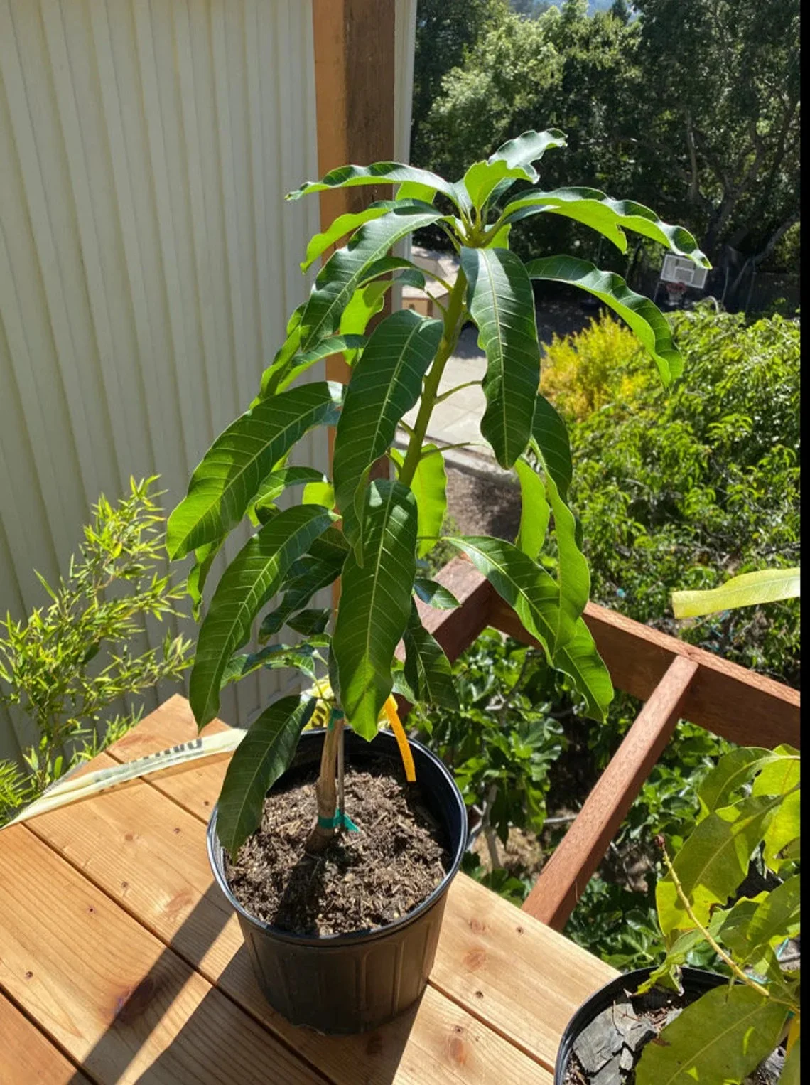 Nam Doc Mai MANGO TREE GRAFTED (2-4 Feet Tall) - Image 2