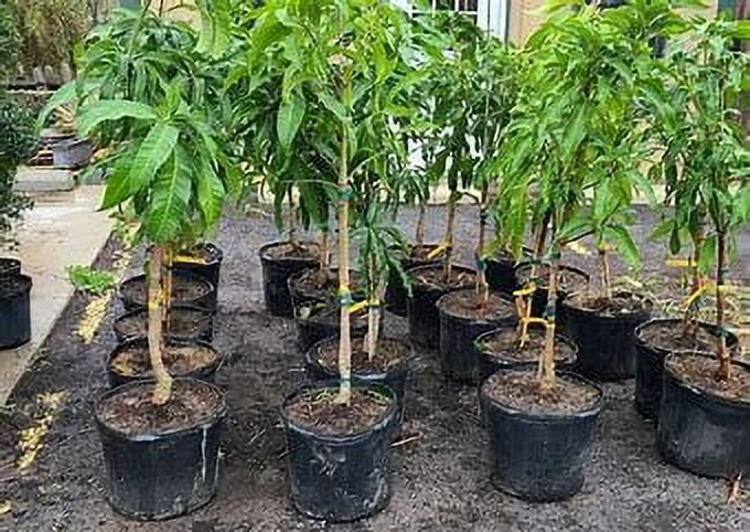 Malika Dwarf Cold Hardy MANGO TREE GRAFTED (2-4 Feet Tall) - Image 5