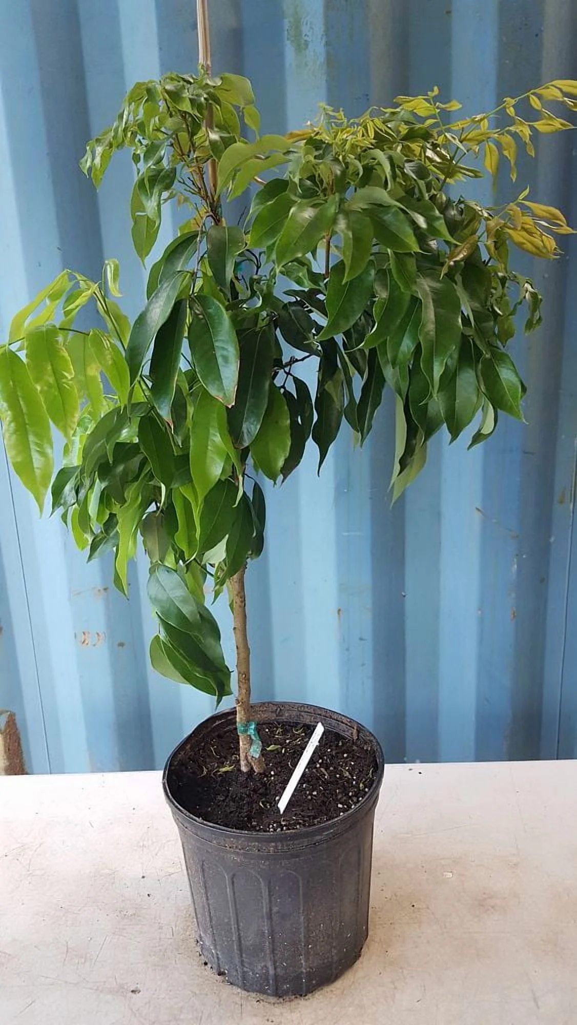 Sweetheart lychee TREE air layered (3-4 Feet Tall). Ship to all states - Image 5