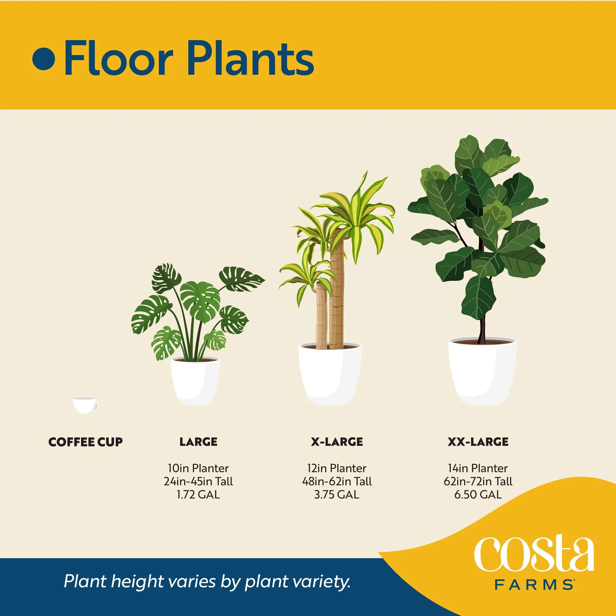 Costa Farms 42" Tall Pachira Braided Money Tree, Medium Indirect Sunlight, Indoor Live House Plants - Image 9