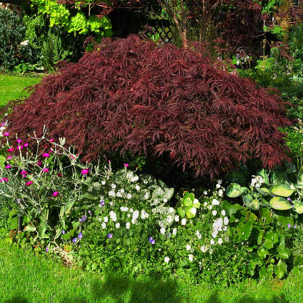 Brighter Blooms - Red Dragon Japanese Maple Tree, 1-2 ft. - No Shipping To AZ - Image 4