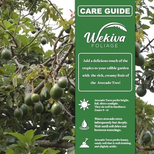 Brogdon Avocado Tree - Grafted - Live Plant in a 3 Gallon Growers Pot - Persea Americana - Beautiful Edible Fruit Bearing Tree for Patio and Garden - Image 27