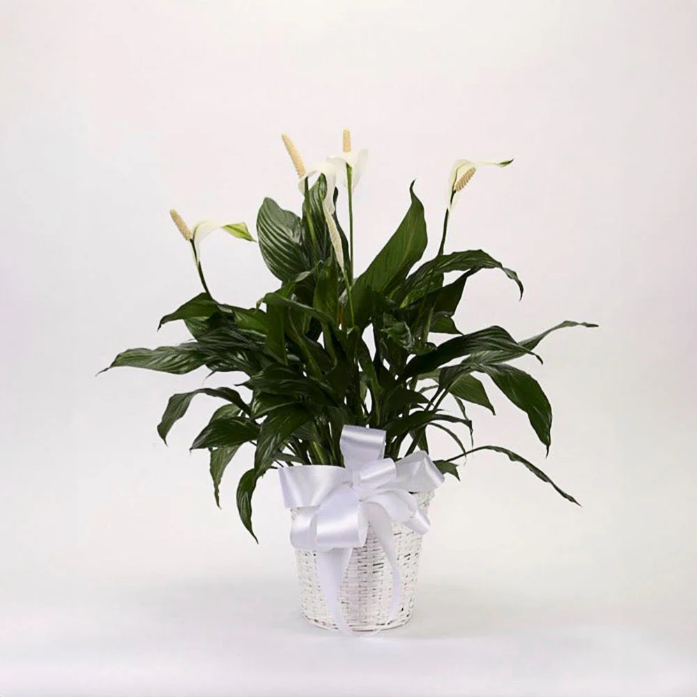 Peace Lily