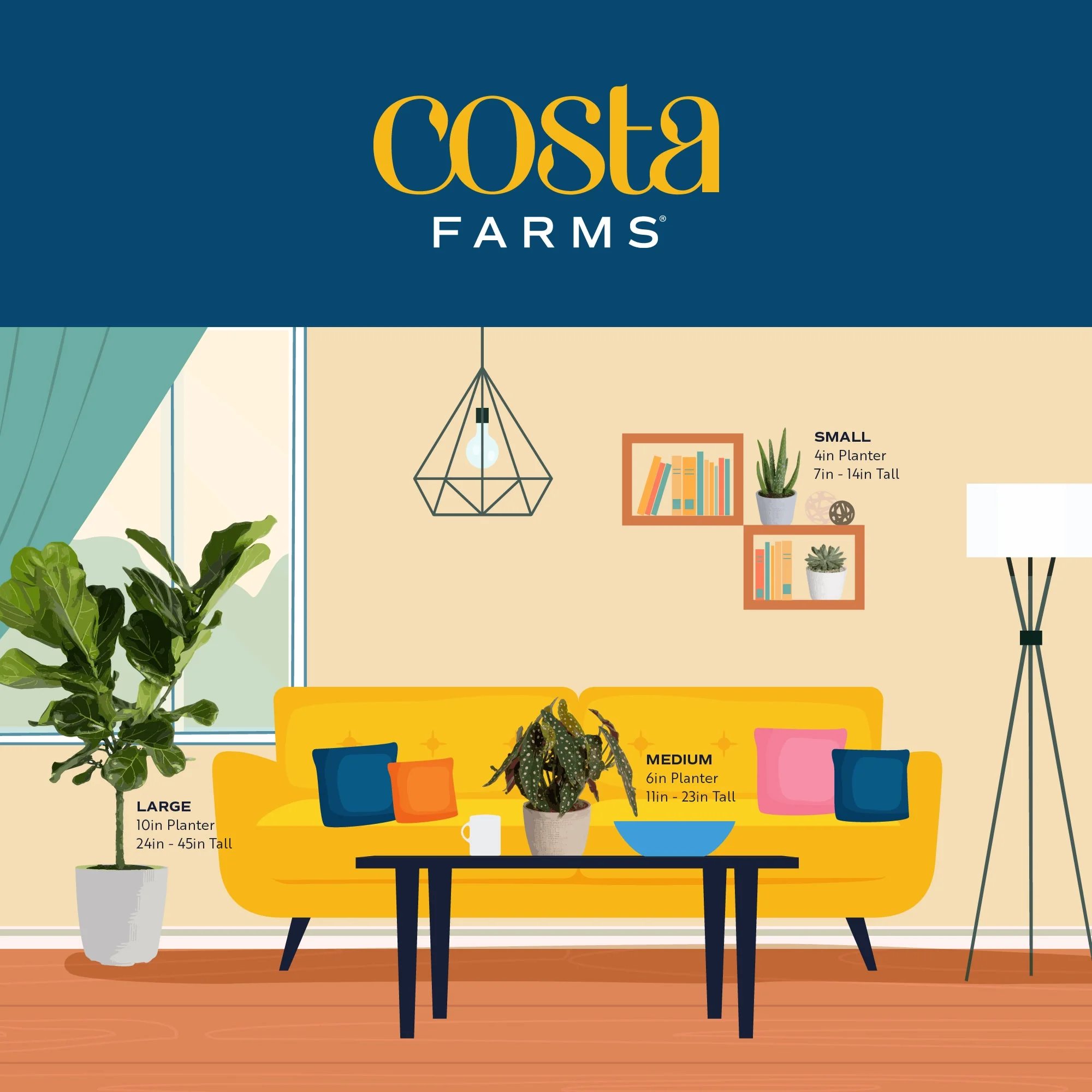 Costa Farms 42" Tall Pachira Braided Money Tree, Medium Indirect Sunlight, Indoor Live House Plants - Image 10