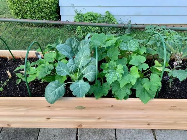 AnkerfieldSelf-Watering Eco-Stained Elevated Planter Box