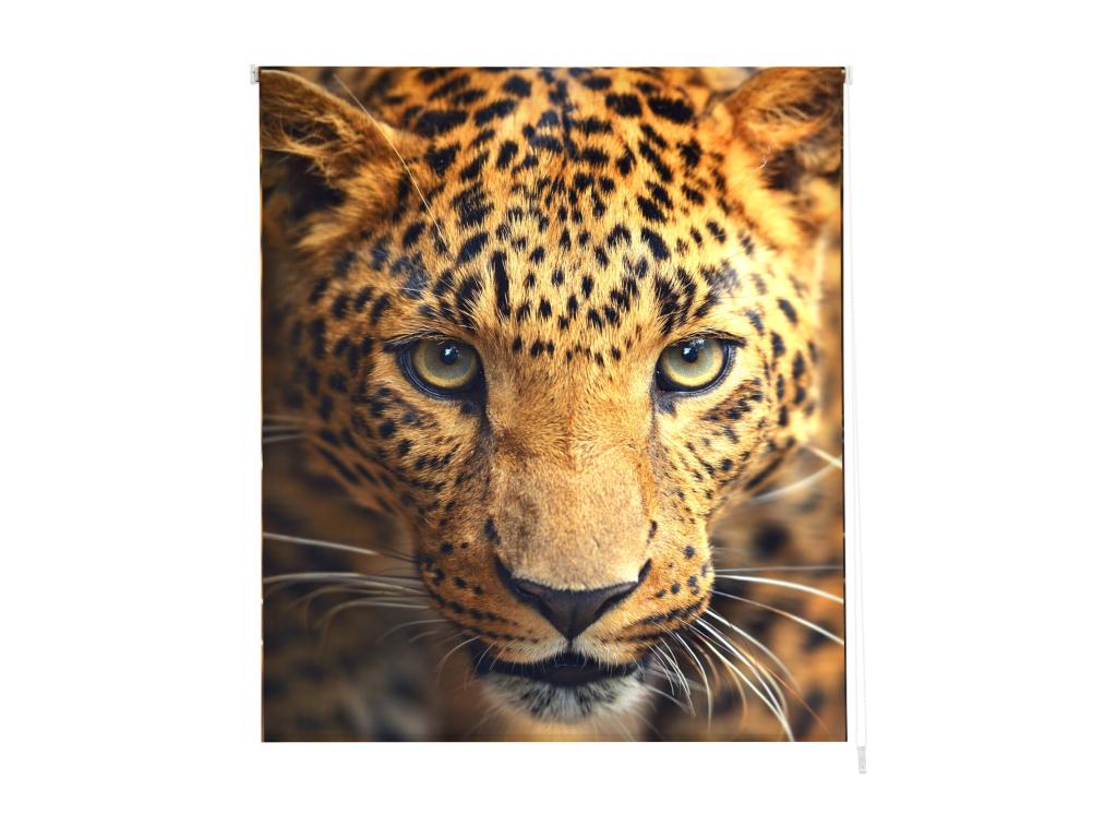 Hogarlujo | Estores Personalizados Easyfix ANIMALES | 75 x 150 cm (Ancho por Alto) Tamaño de Tela 72 x 150 cm | Modelo A-122 Color Unico