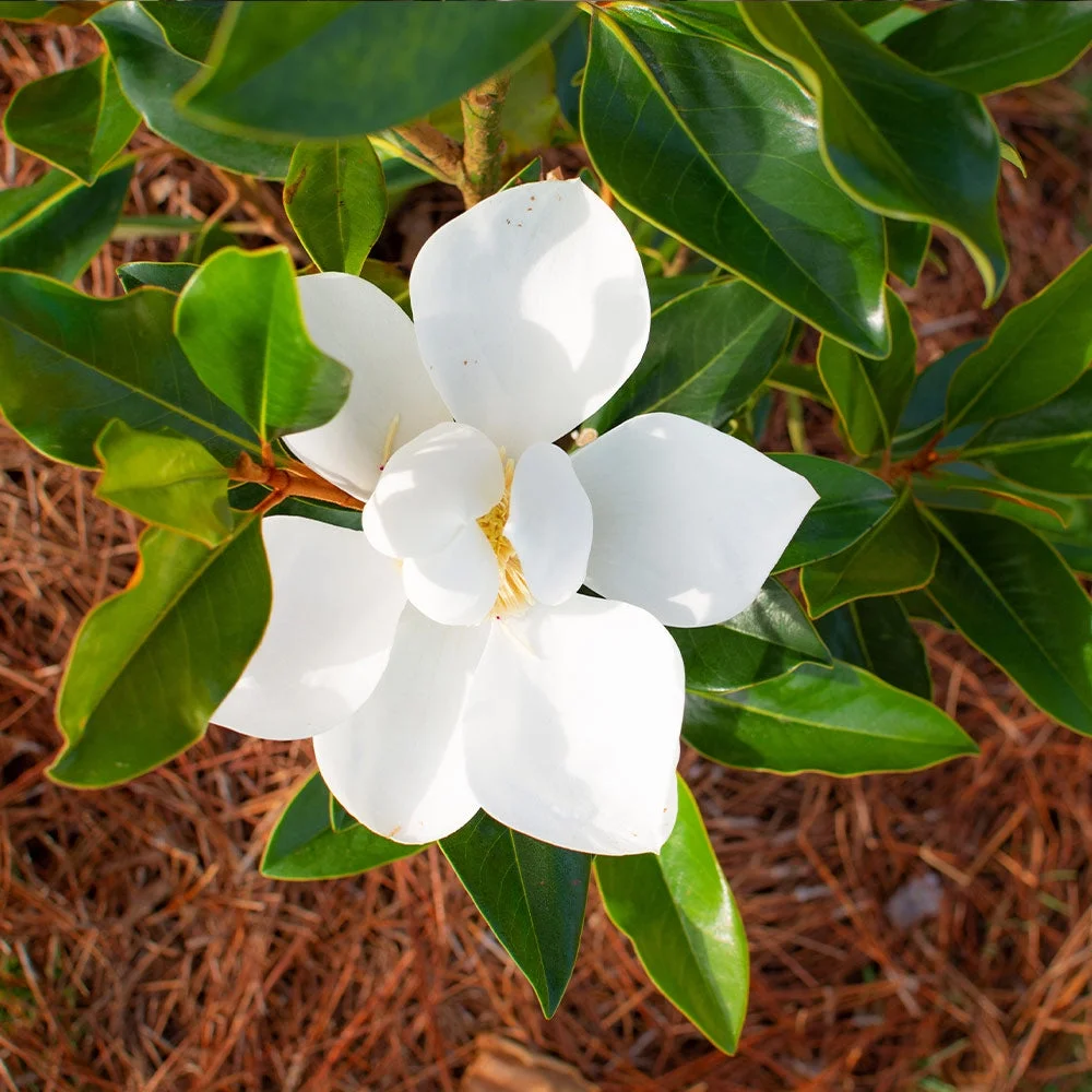 Brighter Blooms - Little Gem Magnolia Tree, 3-4 ft. - No Shipping To AZ,OR - Image 3