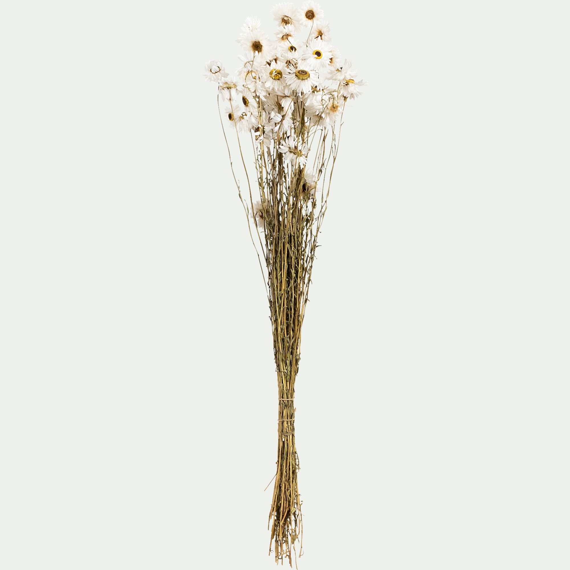 FLORALIE - Bottes de marguerites séchées 55cm - blanc