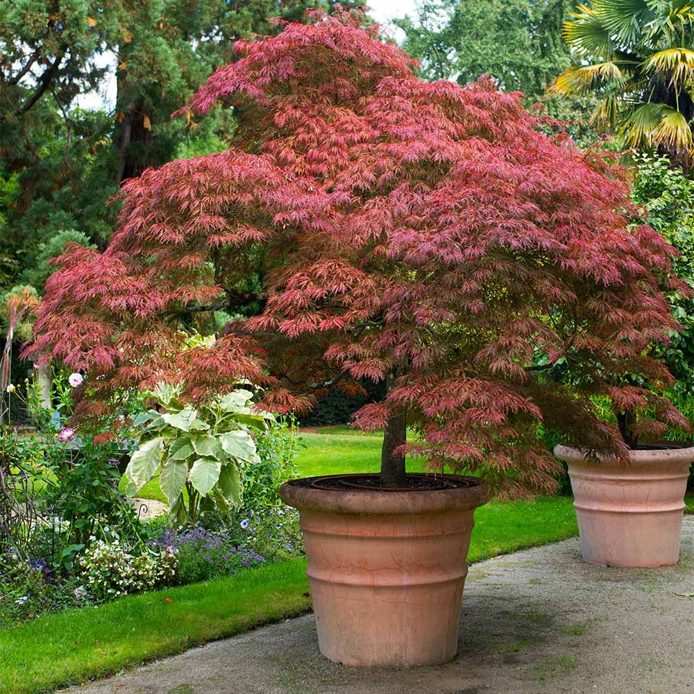 Brighter Blooms - Red Dragon Japanese Maple Tree, 1-2 ft. - No Shipping To AZ - Image 5