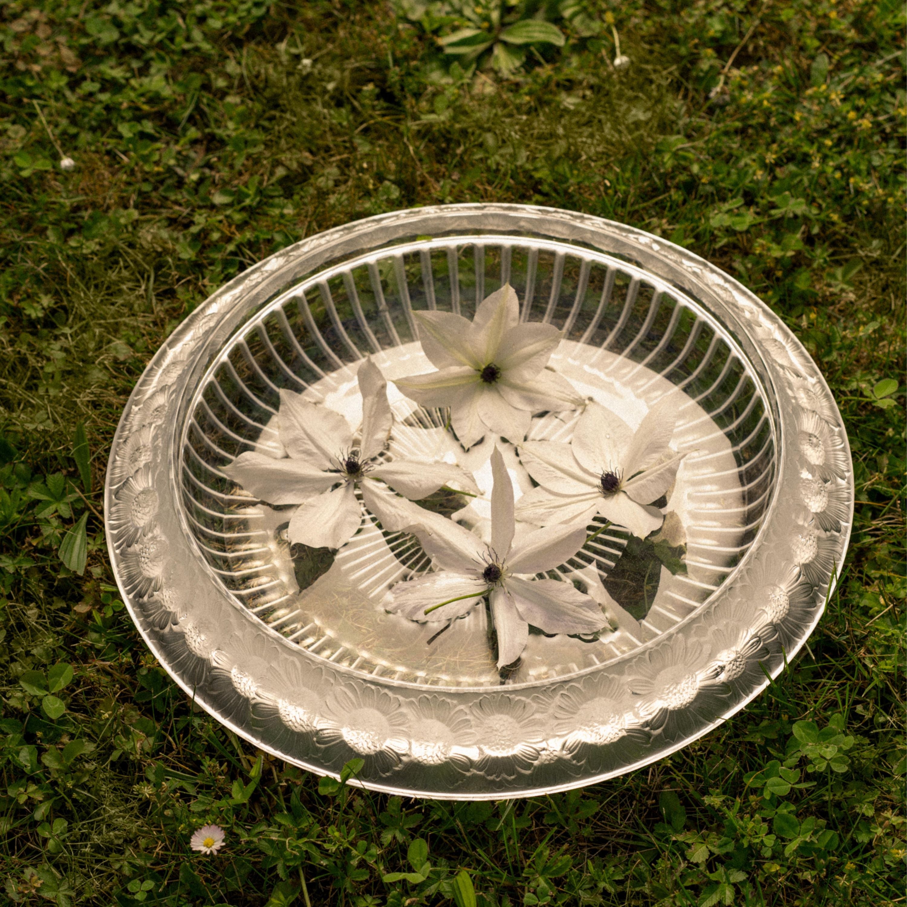 COUPE MARGUERITES - CRISTAL INCOLORE