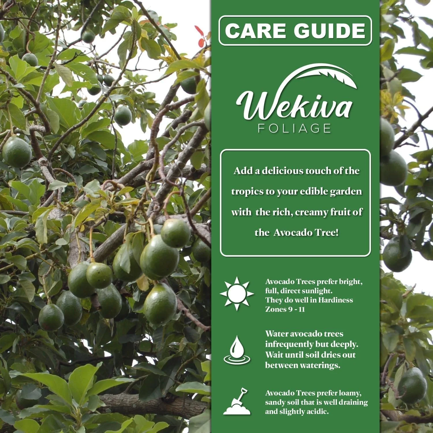 Brogdon Avocado Tree - Grafted - Live Plant in a 3 Gallon Growers Pot - Persea Americana - Beautiful Edible Fruit Bearing Tree for Patio and Garden - Image 15