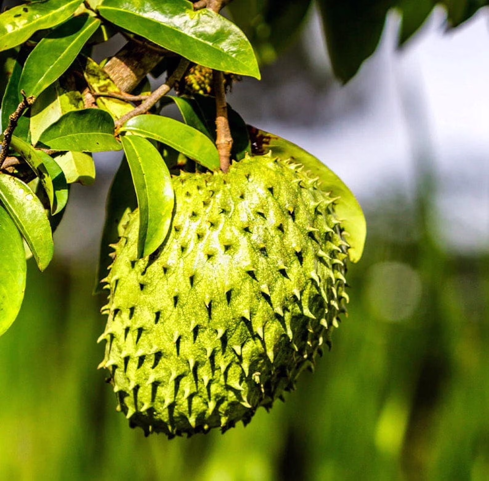 Soursop 'Guanabana' TREE. Ships free to all states in 3 gallons pot.