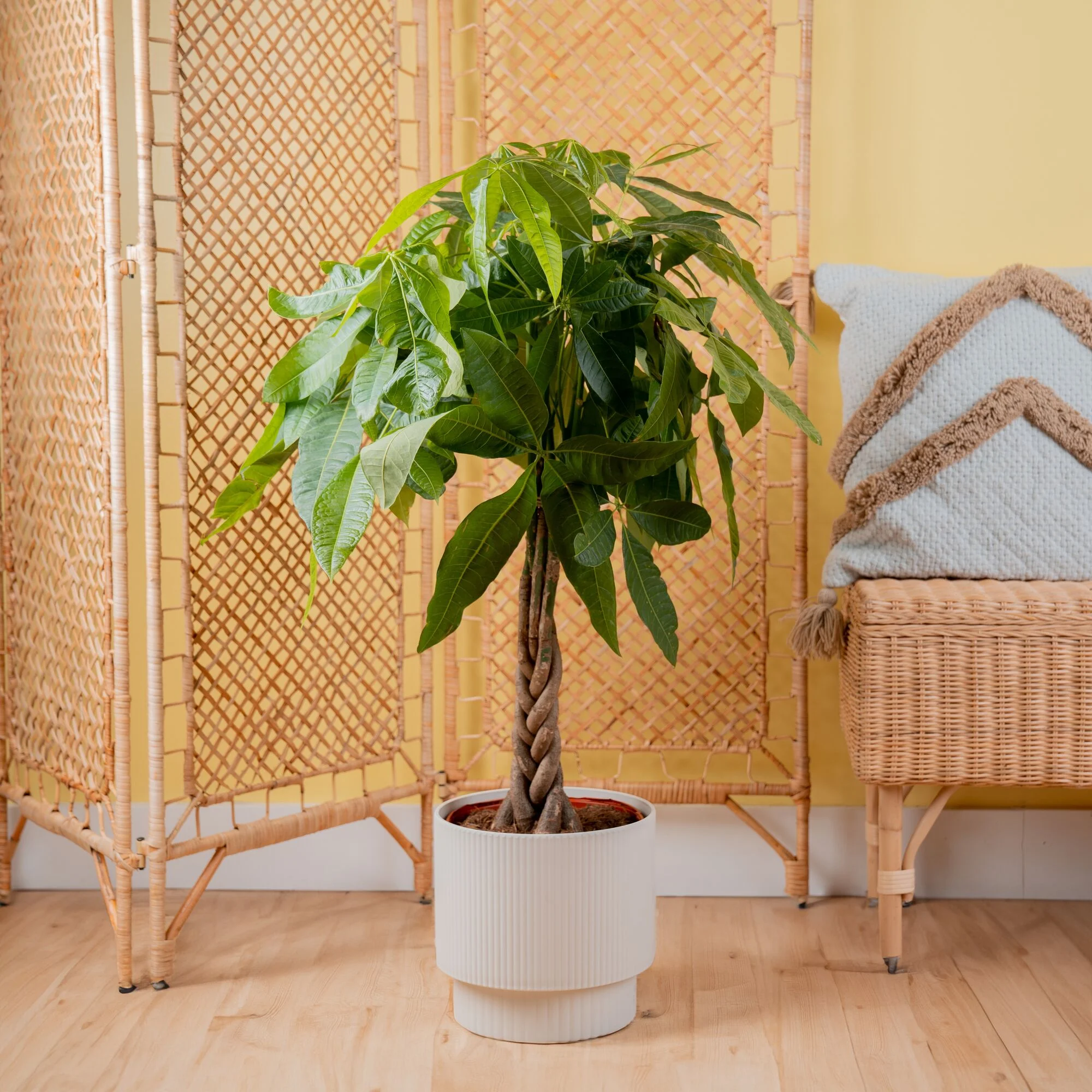 Costa Farms 42" Tall Pachira Braided Money Tree, Medium Indirect Sunlight, Indoor Live House Plants - Image 2