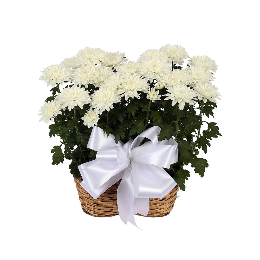 Mum Plant Double