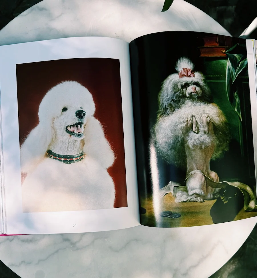 Chic Dogs Book by Assouline