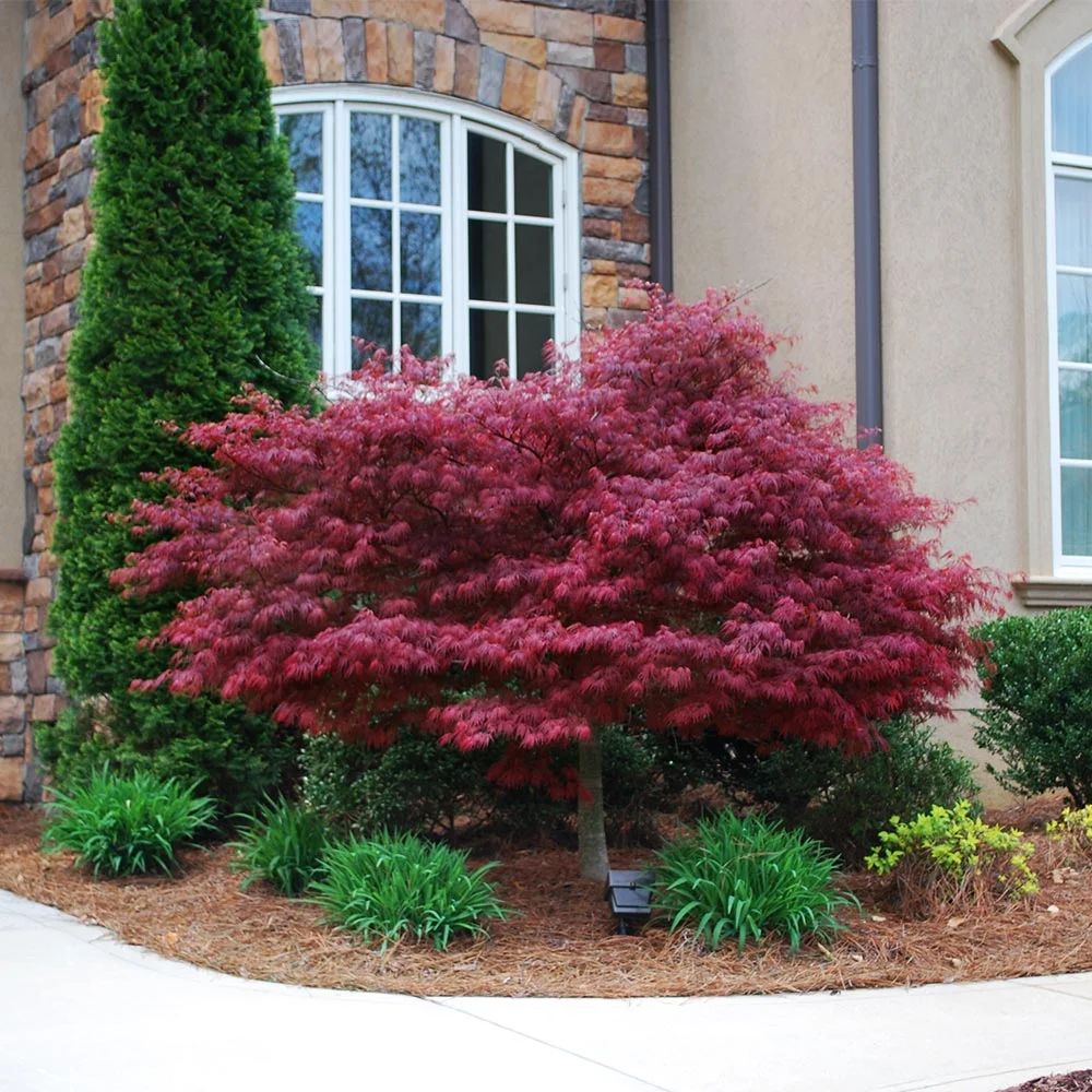 Brighter Blooms - Red Dragon Japanese Maple Tree, 1-2 ft. - No Shipping To AZ - Image 3