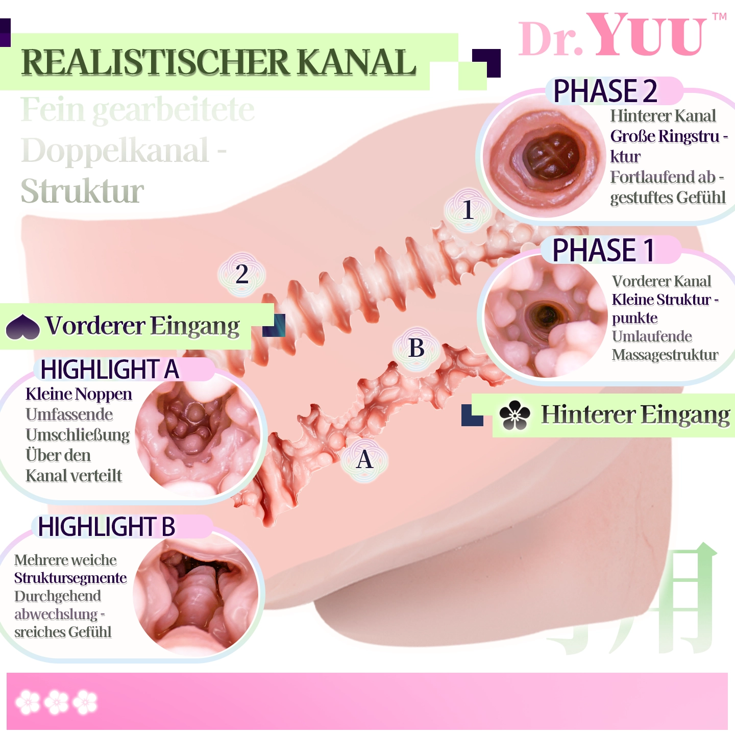 Schnittdarstellung eines rosafarbenen Modells mit vorderem und hinterem Kanal, ringförmigen Strukturen und punktförmigen Innenreliefs.