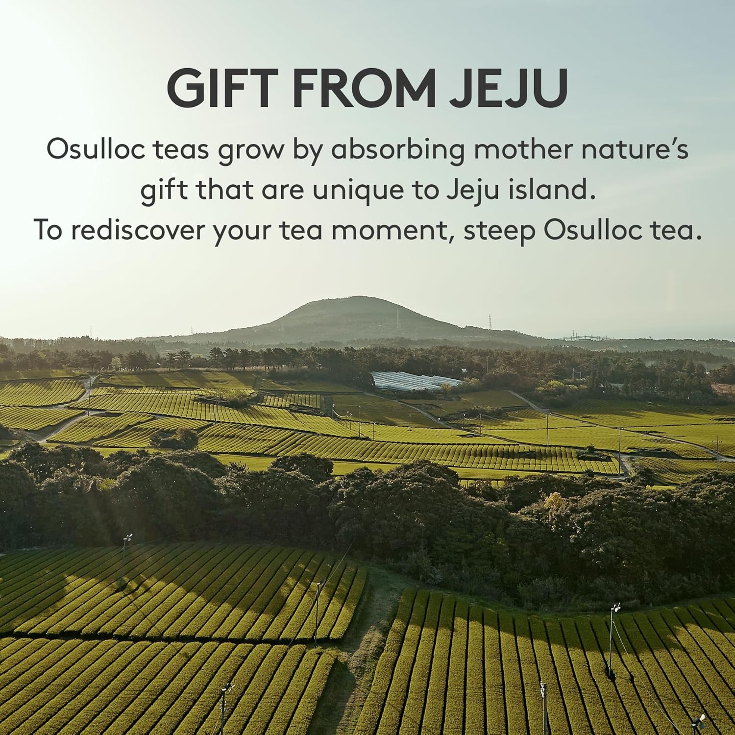 OSULLOC Premium Tea Collection (40 count, 10 flavors x 4 ea), Mothers Day Gifts, Self Care Sampler Gift Box Variety Pack, Premium Organic Pure & Blended Tea from Jeju