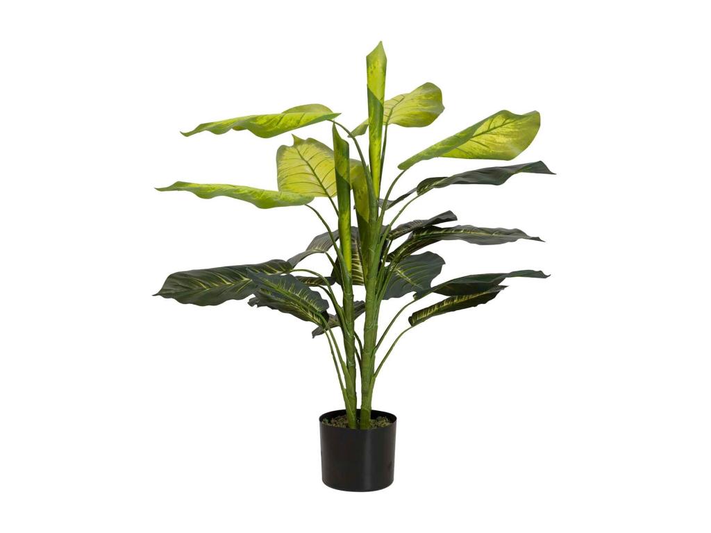 Plantaq Dieffenbachia Con Maceta 60x60x100 Cm