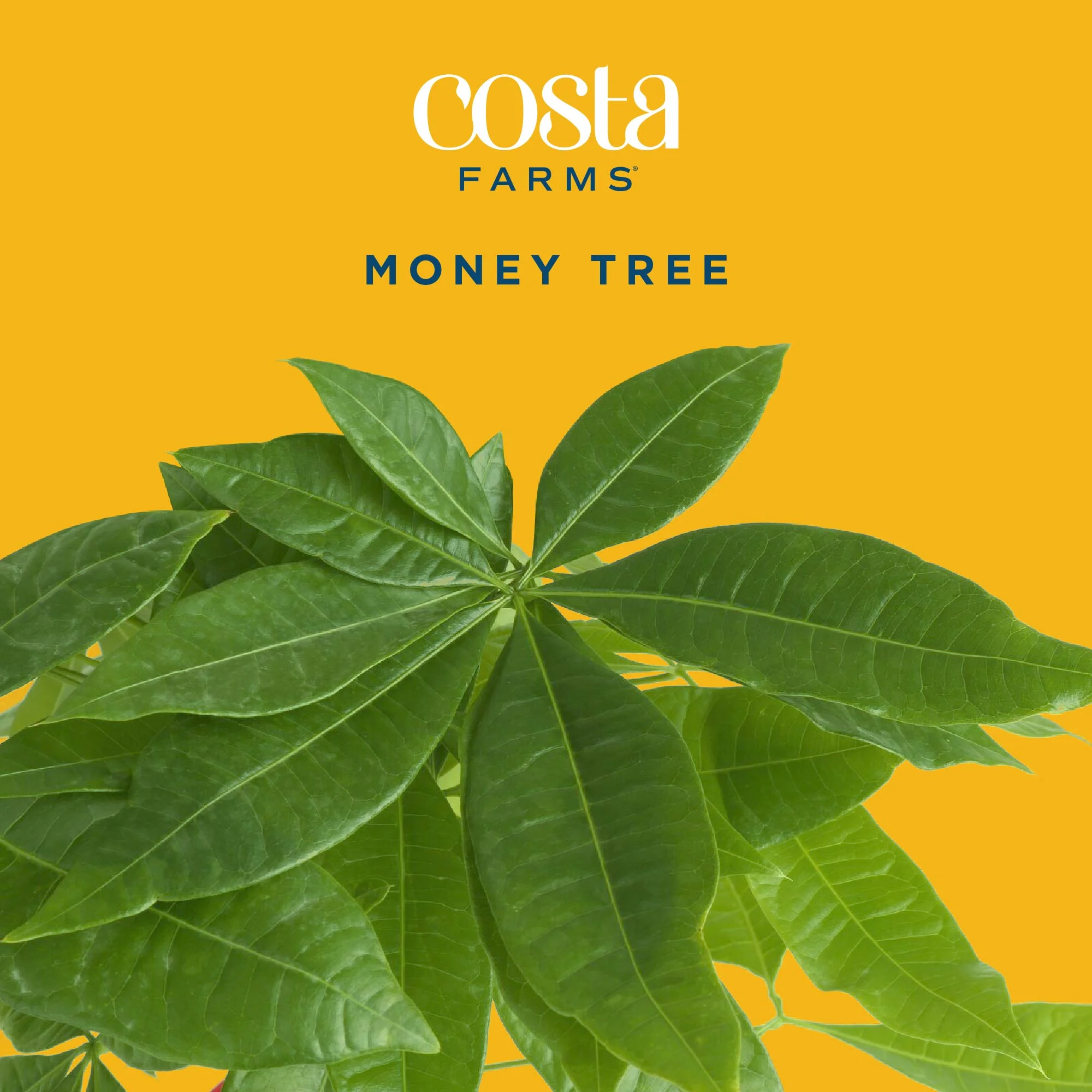 Costa Farms 42" Tall Pachira Braided Money Tree, Medium Indirect Sunlight, Indoor Live House Plants - Image 3