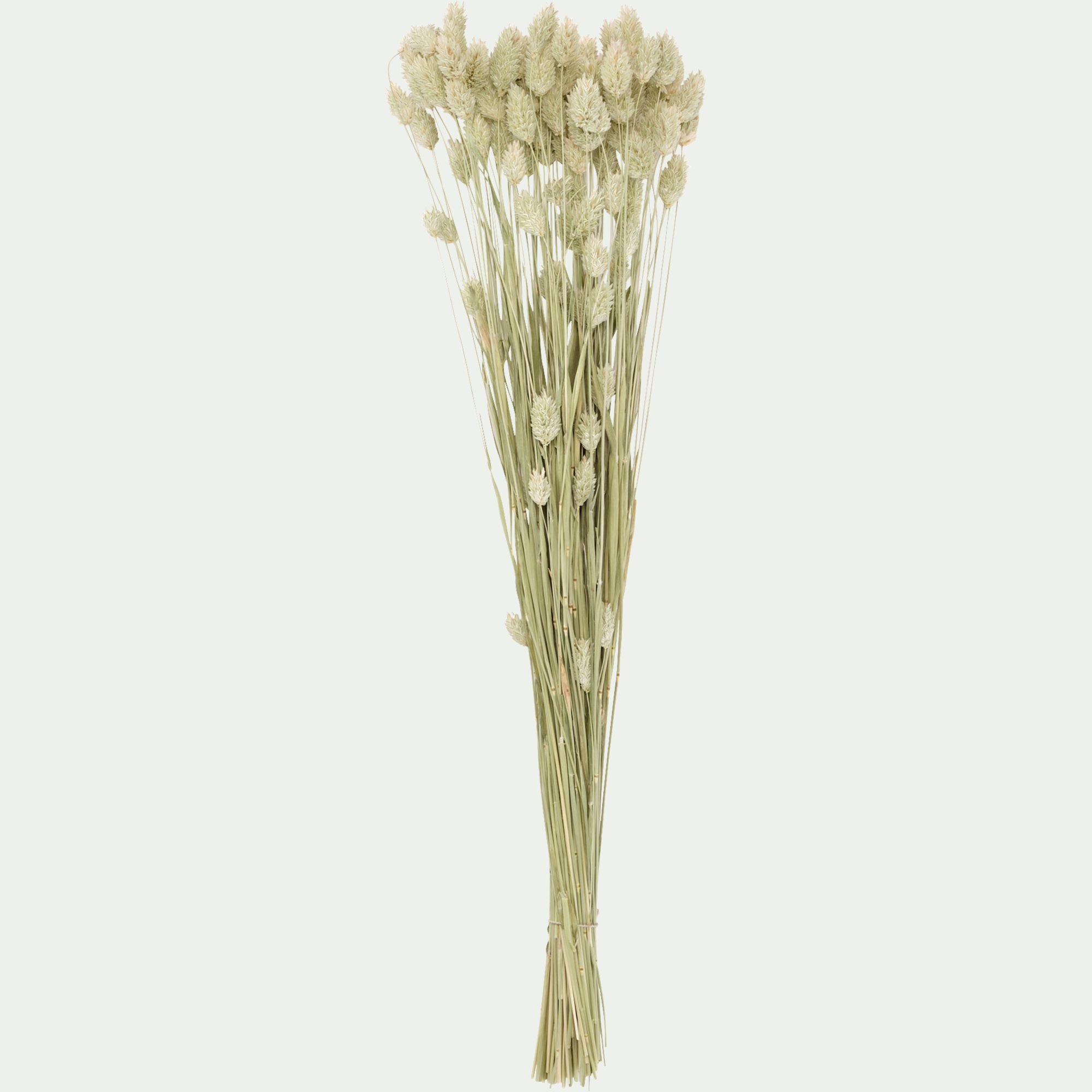 FLORALIE - Botte de phalaris séchées 50cm - blanc
