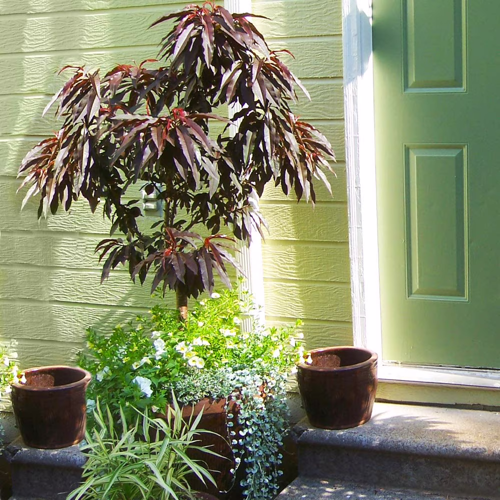 Brighter Blooms - Bonfire Patio Peach Tree, 3 - 4 Ft. - No Shipping to AK, AL, AR, AZ, CA, CO, HI, ID, LA, MS, OR, WA(2-3 ft.)