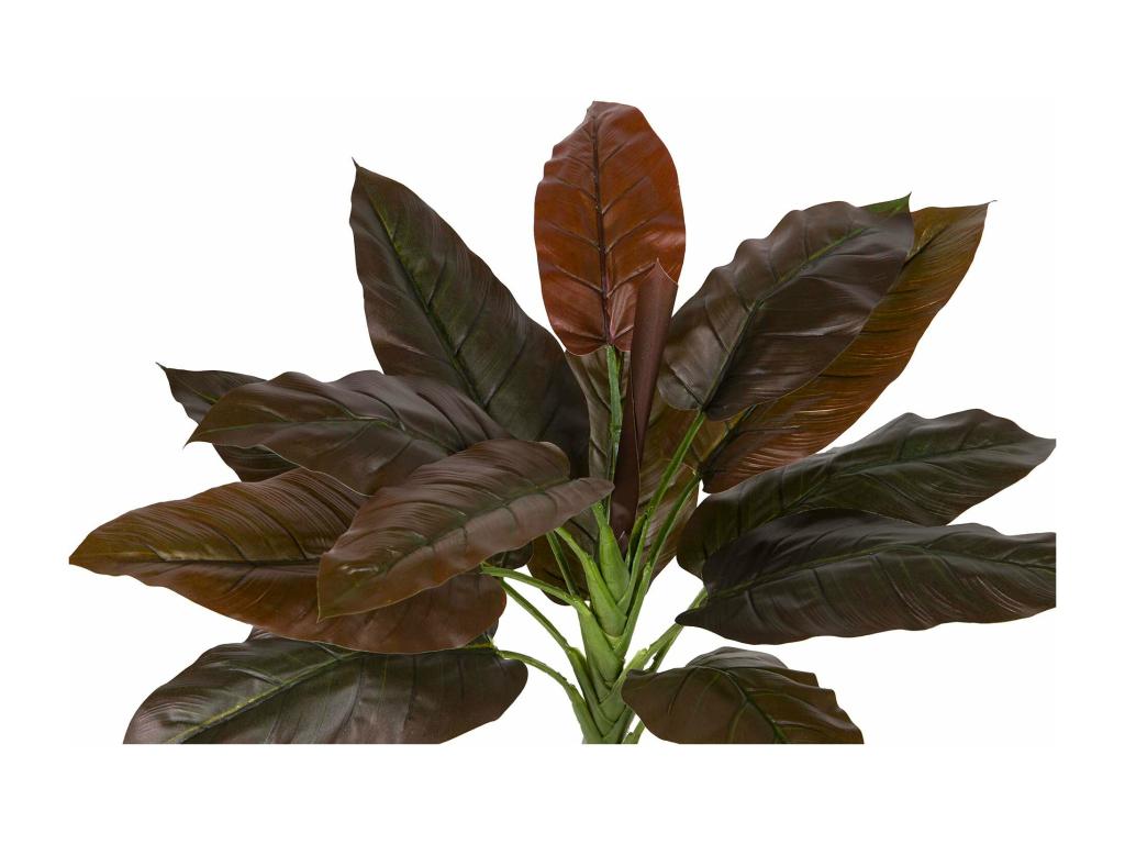 Planta Cordyline Con Maceta 55x55x75 Cm