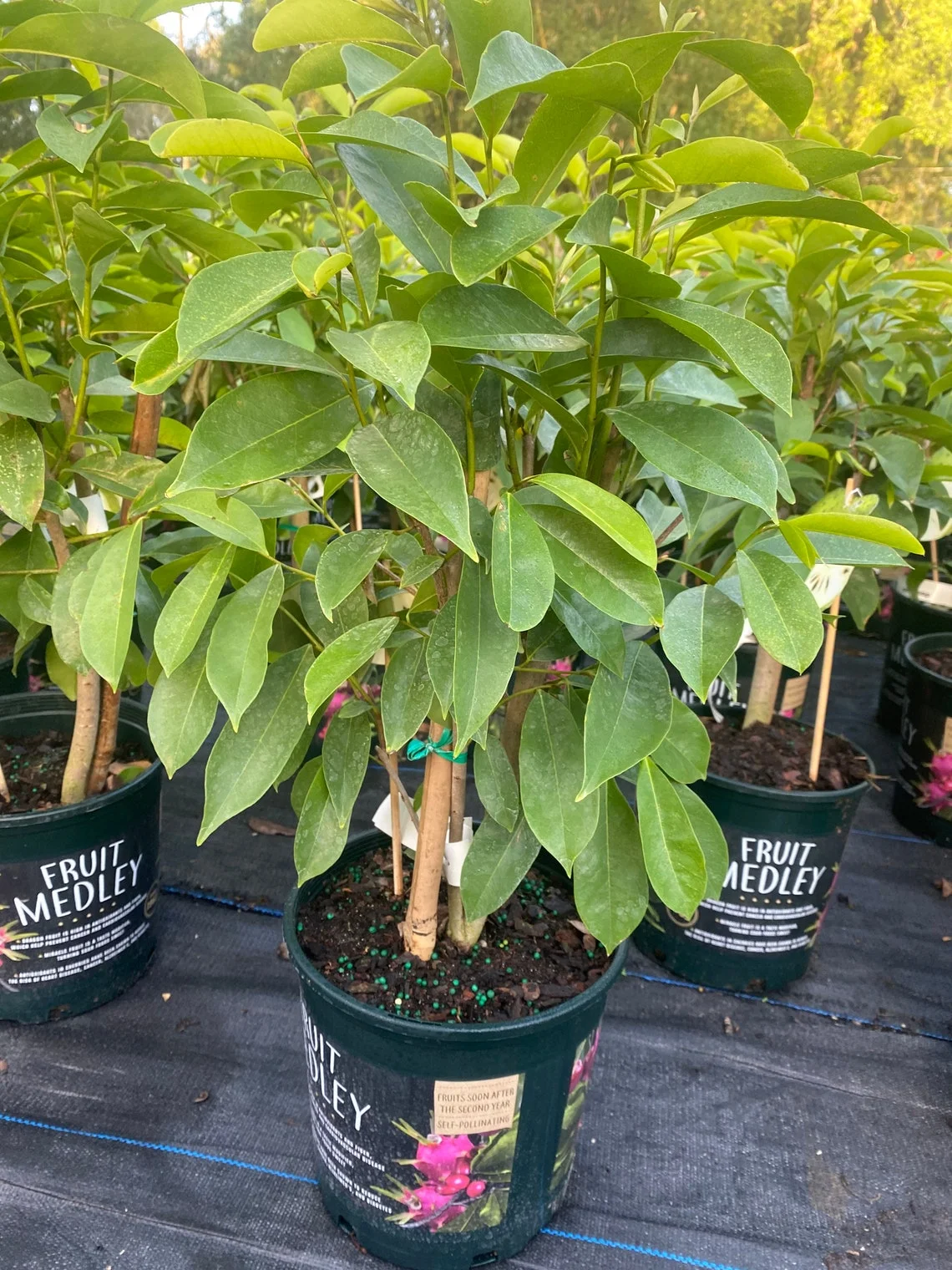 Soursop 'Guanabana' TREE. Ships free to all states in 3 gallons pot. - Image 3