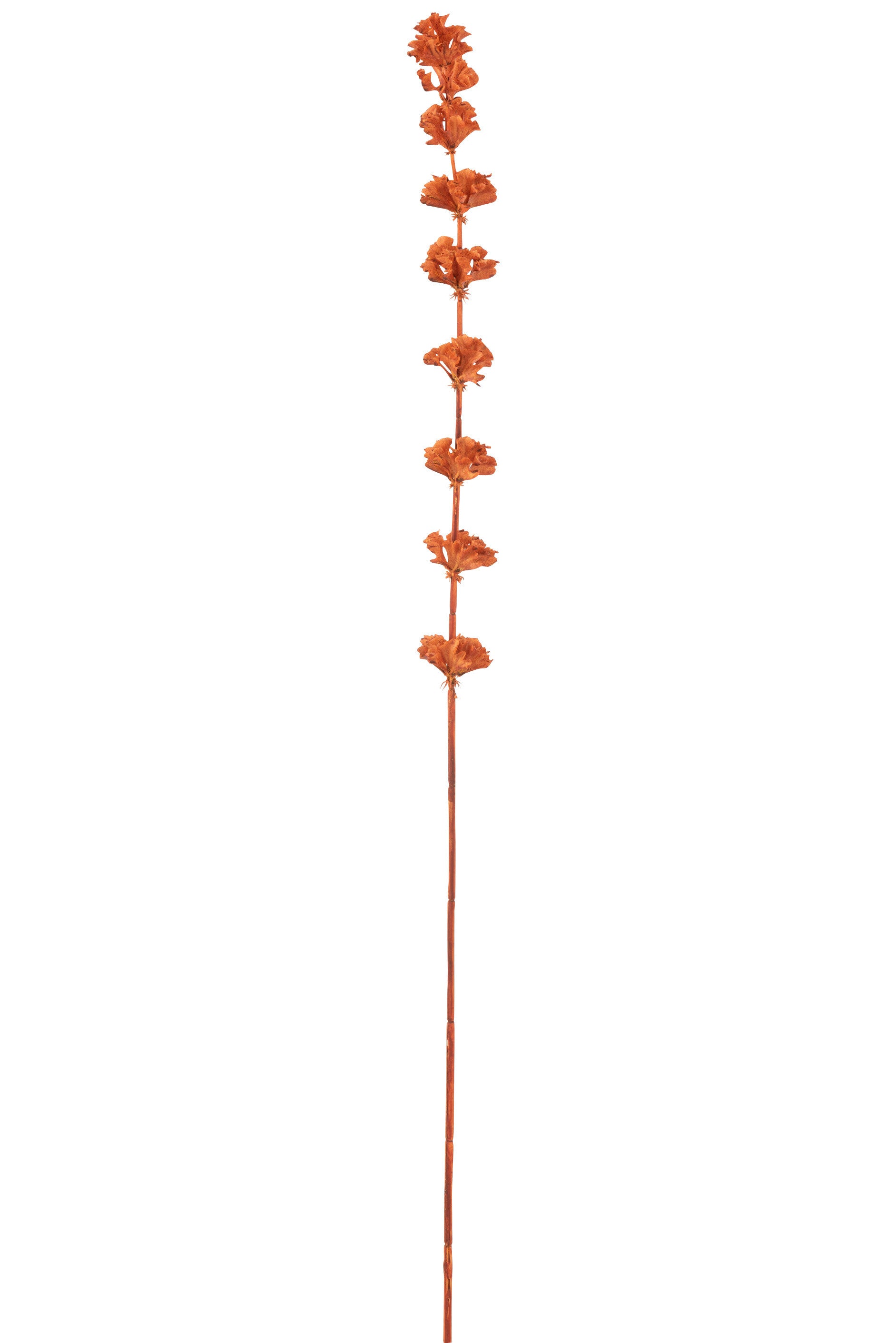 J-Line decoratie tak Klokken Van Ierland - kunststof - oranj