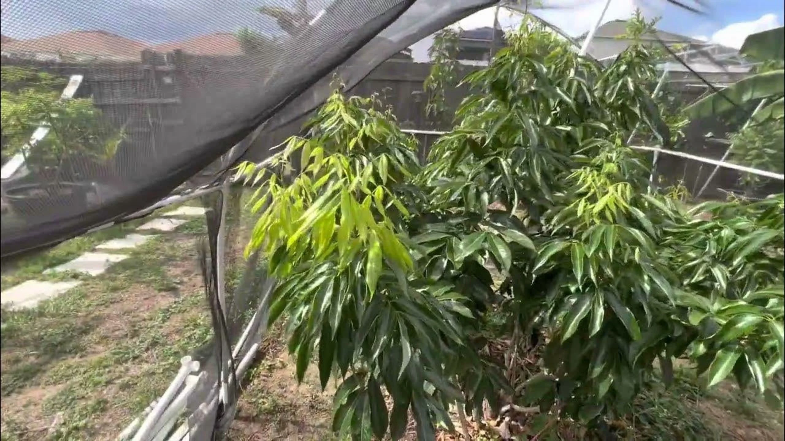 Sweetheart lychee TREE air layered (3-4 Feet Tall). Ship to all states - Image 2