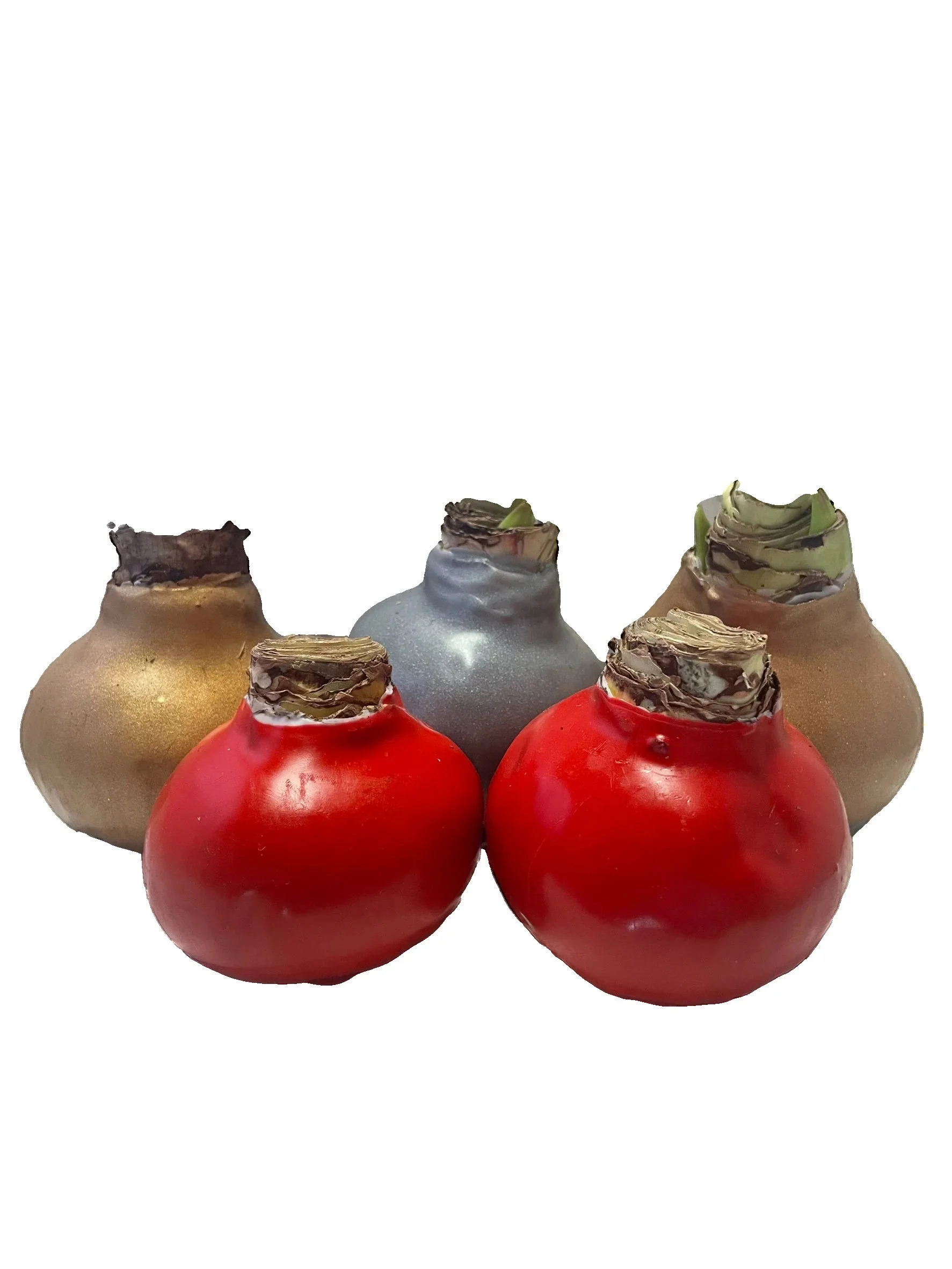 Waxed Amaryllis Bulb Holiday 5 Pack---Five Assorted Waxed Amaryllis Bulbs 28/ 30cm- A Perfect Holiday Gift Bundle! - Image 2