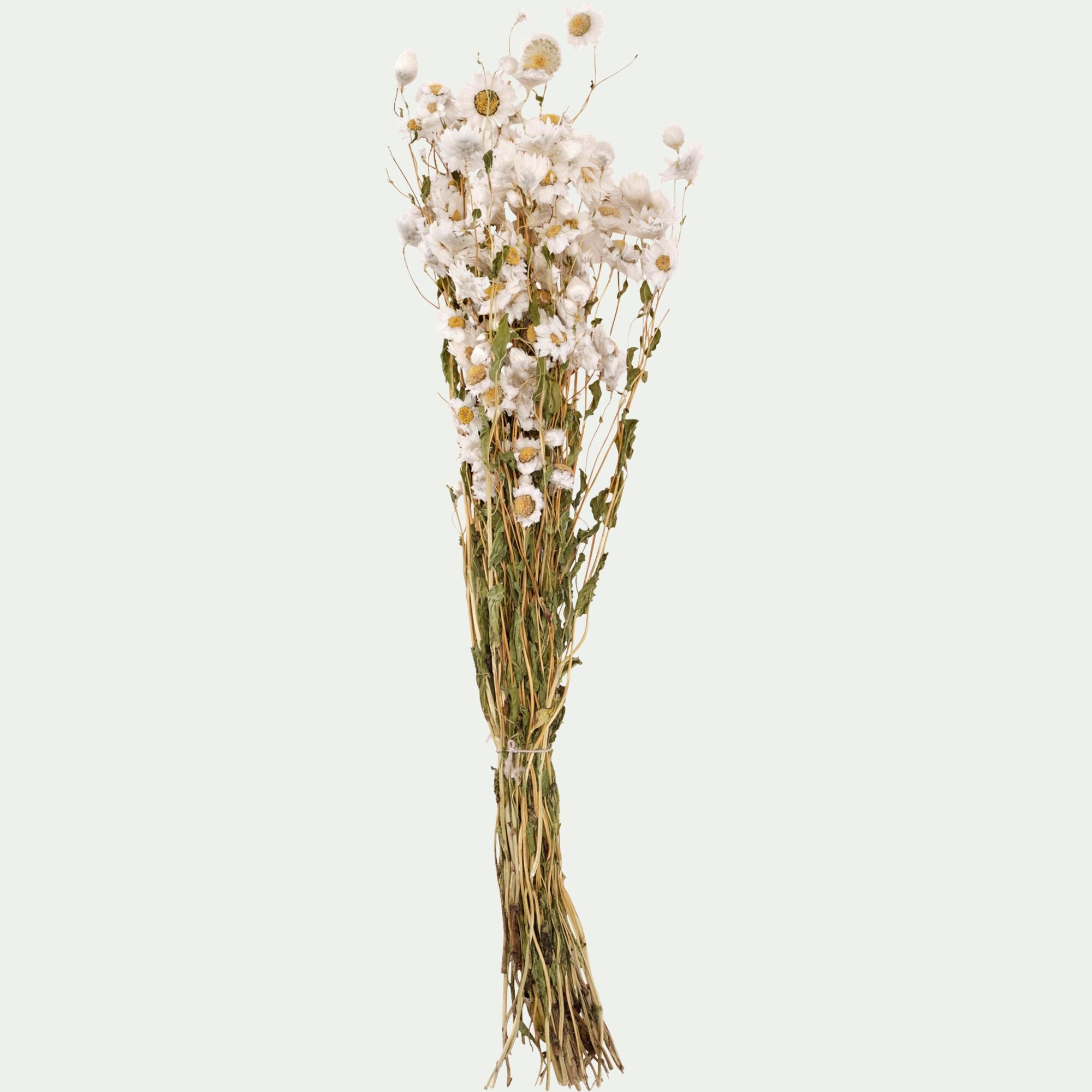 FLORALIE - Botte de rhodantes séchées 50cm - blanc