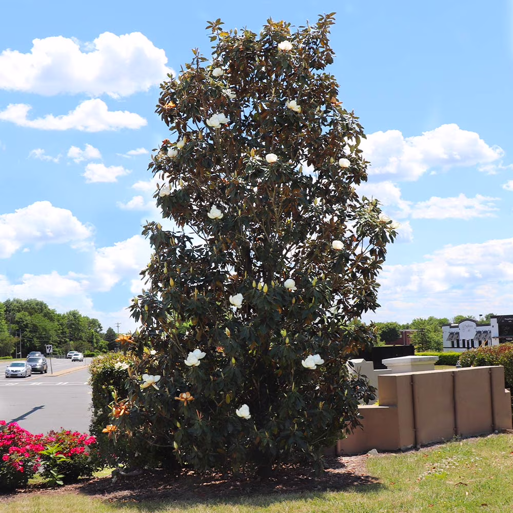 Brighter Blooms - Little Gem Magnolia Tree, 3-4 ft. - No Shipping To AZ,OR - Image 4