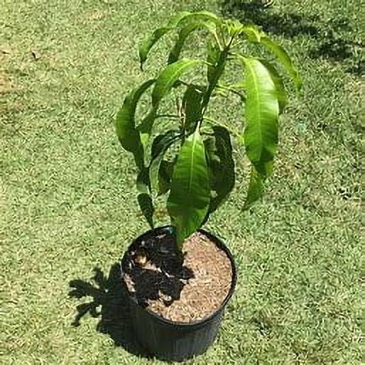 Malika Dwarf Cold Hardy MANGO TREE GRAFTED (2-4 Feet Tall) - Image 4