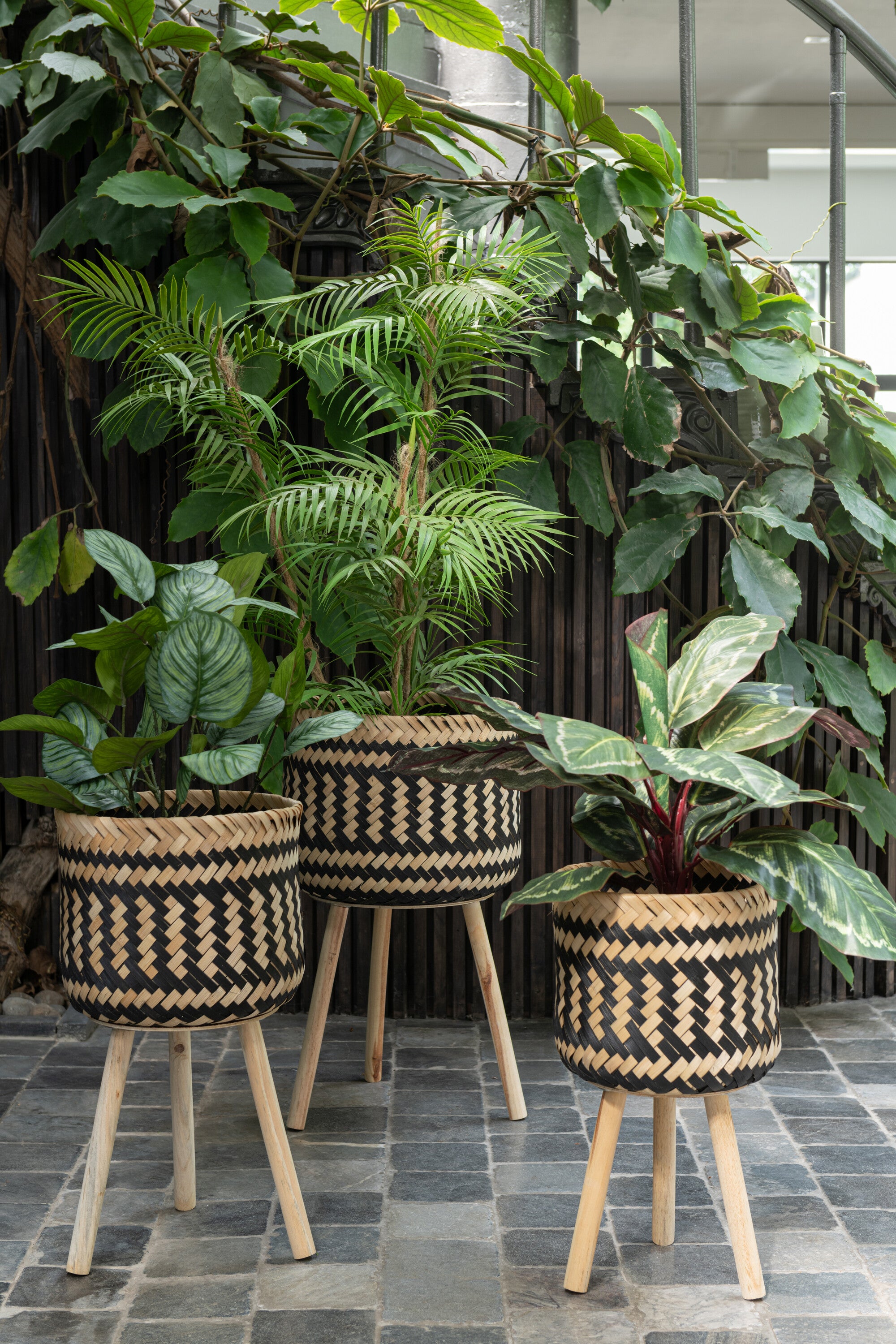J-Line plant Peacock Plant In Pot - kunststof - groen