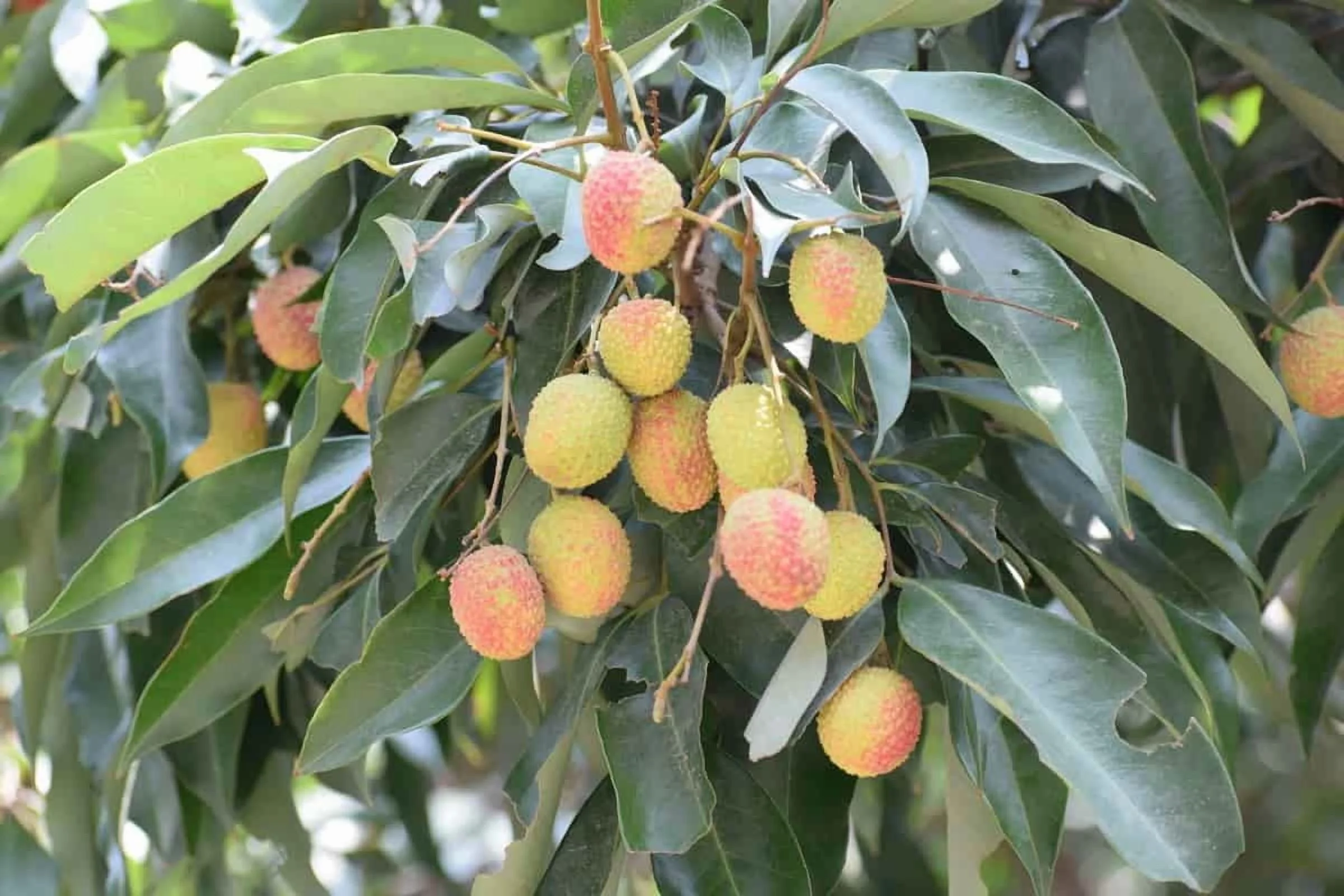 Sweetheart lychee TREE air layered (3-4 Feet Tall). Ship to all states - Image 4