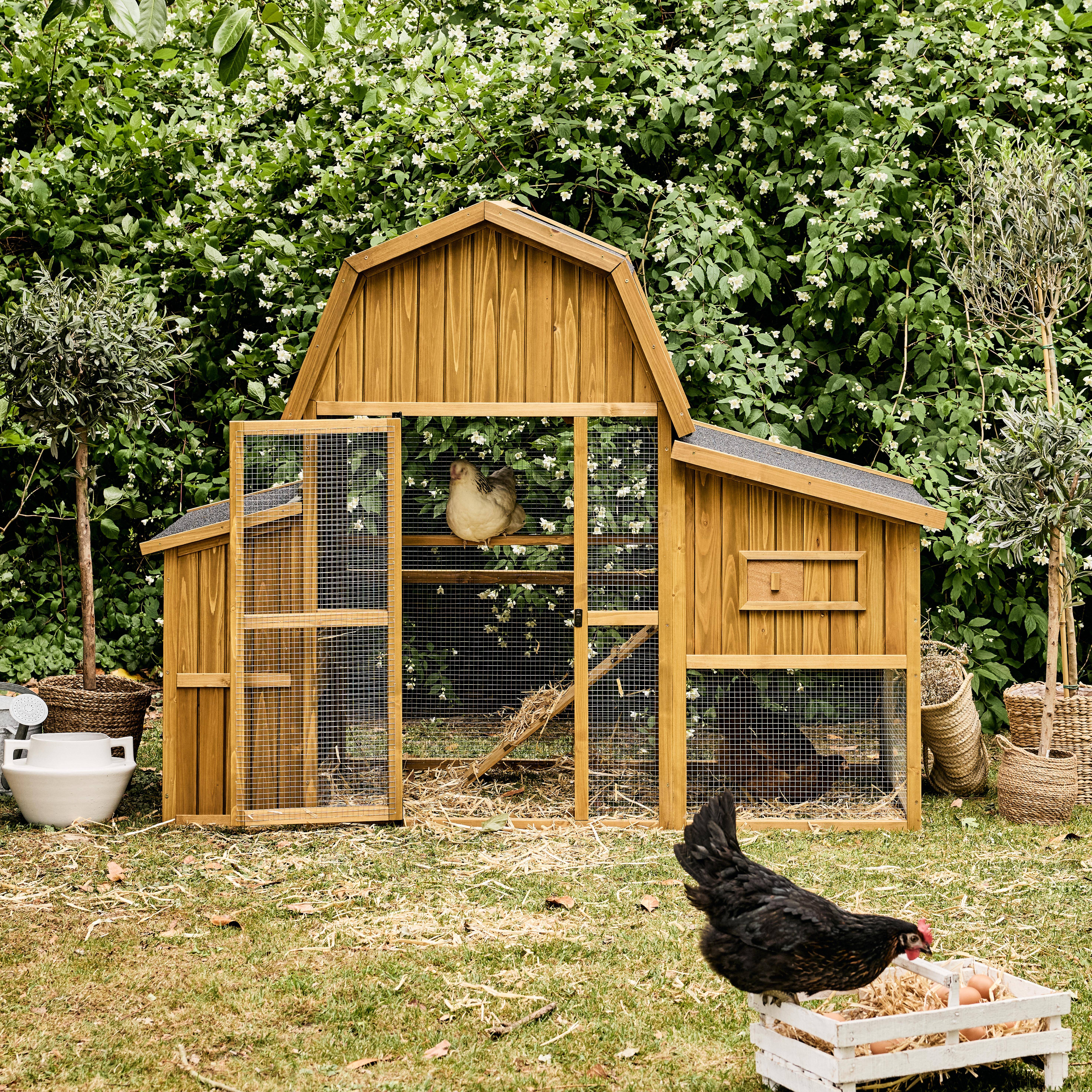 Gasconne - Gallinero en madera de abeto para 6 gallinas