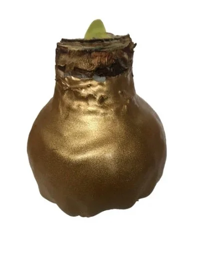 Waxed Amaryllis Bulb Holiday 5 Pack---Five Assorted Waxed Amaryllis Bulbs 28/ 30cm- A Perfect Holiday Gift Bundle! - Image 3