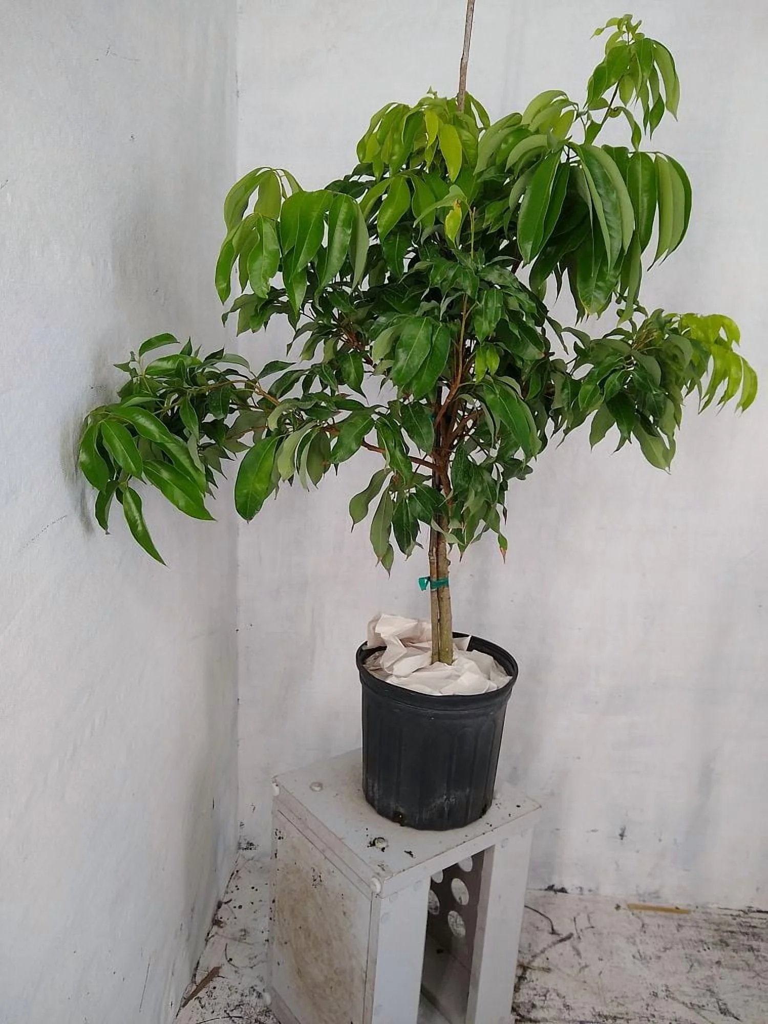 Sweetheart lychee TREE air layered (3-4 Feet Tall). Ship to all states - Image 3