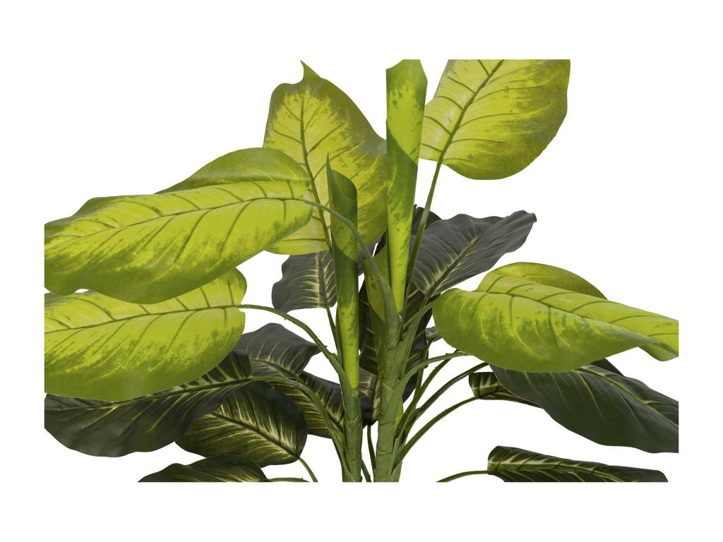 Plantaq Dieffenbachia Con Maceta 60x60x100 Cm