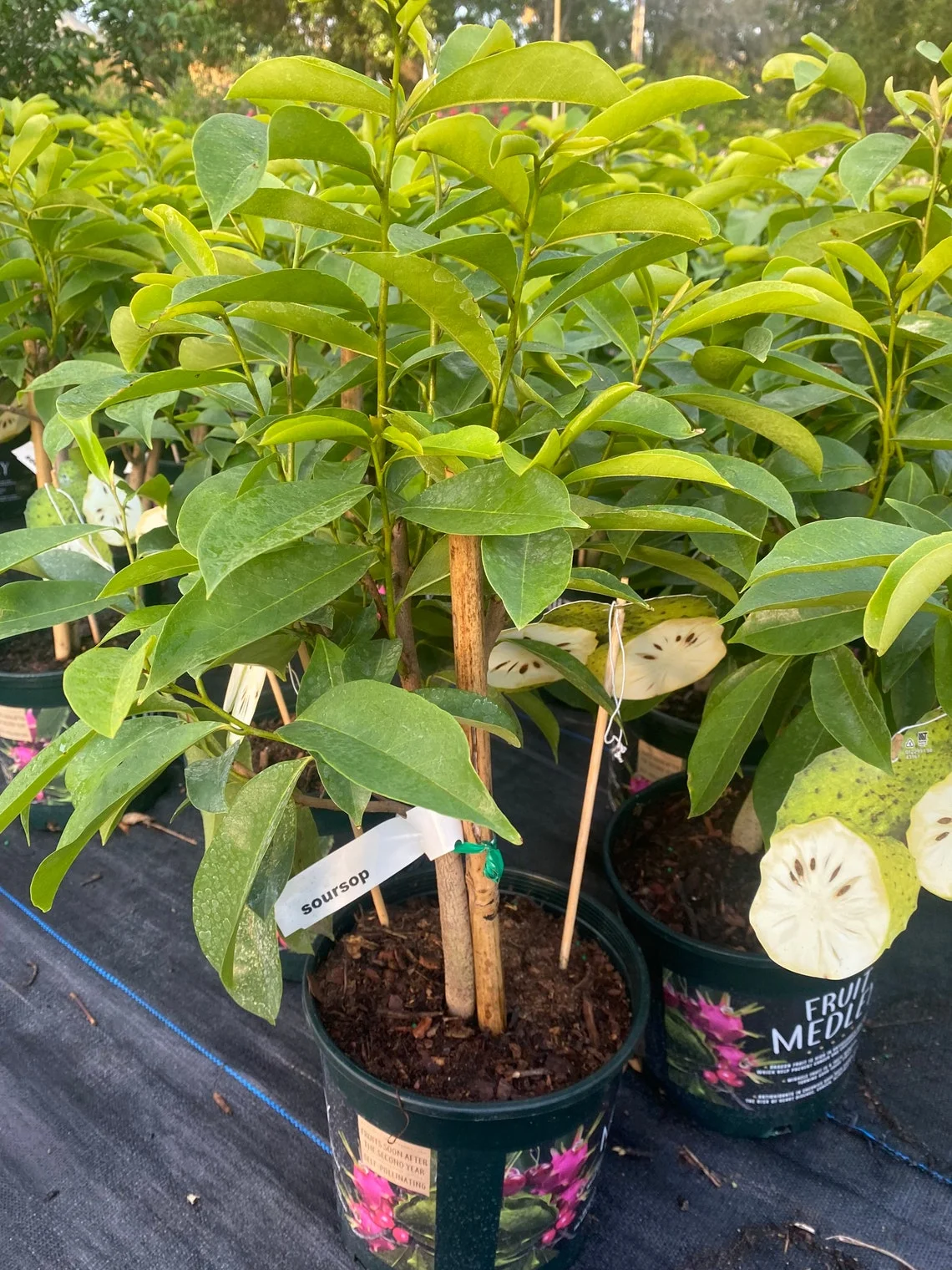 Soursop 'Guanabana' TREE. Ships free to all states in 3 gallons pot. - Image 6