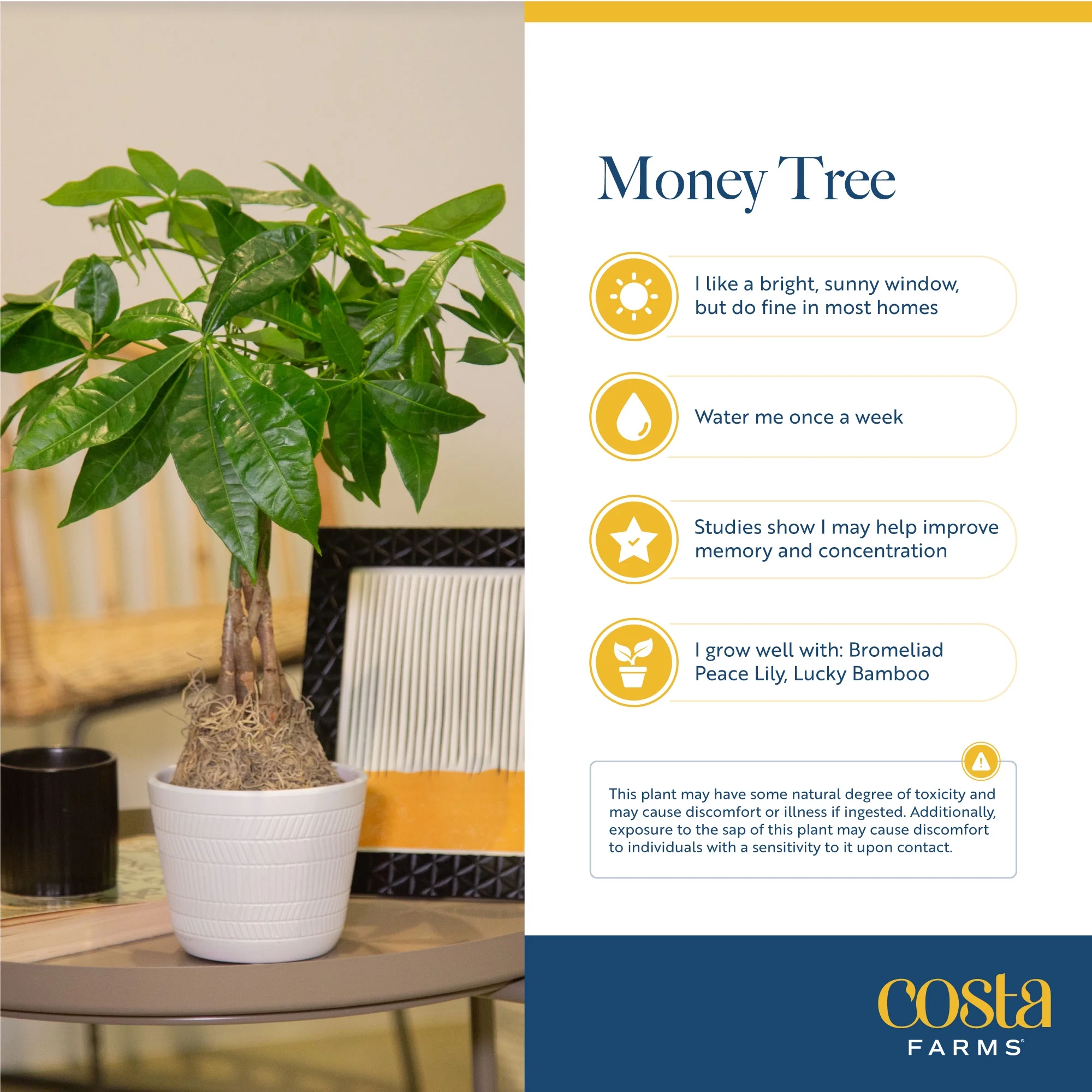 Costa Farms 42" Tall Pachira Braided Money Tree, Medium Indirect Sunlight, Indoor Live House Plants - Image 6