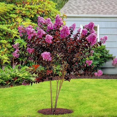 Black Diamond 1 gal. Lavender Lace Crape Myrtle Tree
