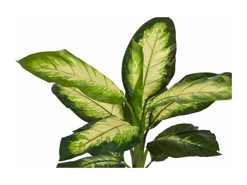 Planta Dieffenbachia Dotied 55x55x100 Cm